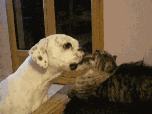 壁纸 动物 狗 狗狗 640_480 gif 动态图 动图