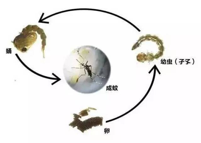 蚊子大军来袭 晓得娃教你防蚊灭蚊"新"攻略!_手机搜狐网