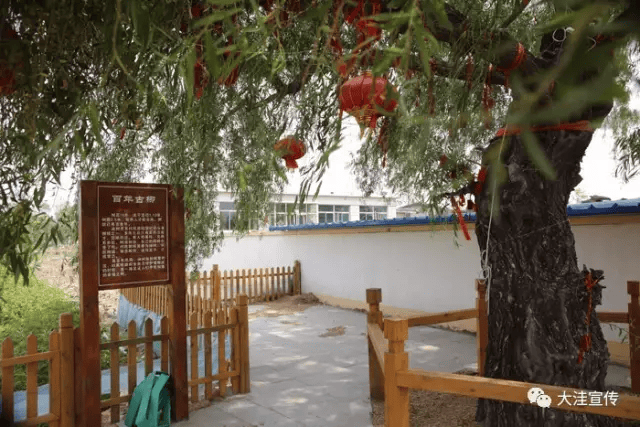 美了美了,新立镇杨家村发现一片花海