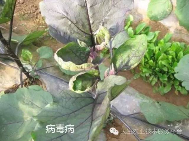 因小失大,茄子这些相似症状要重视!