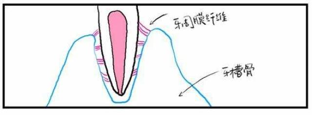 牙周膜的细胞成分包括合成性细胞(成骨细胞,骨细胞和成牙骨质细胞)和