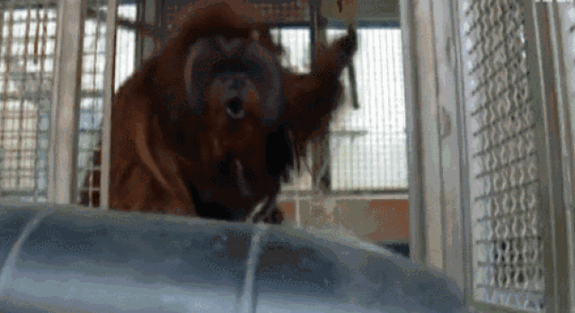 世界唯一一只大学毕业的猩猩去世了,曾说:我是人类