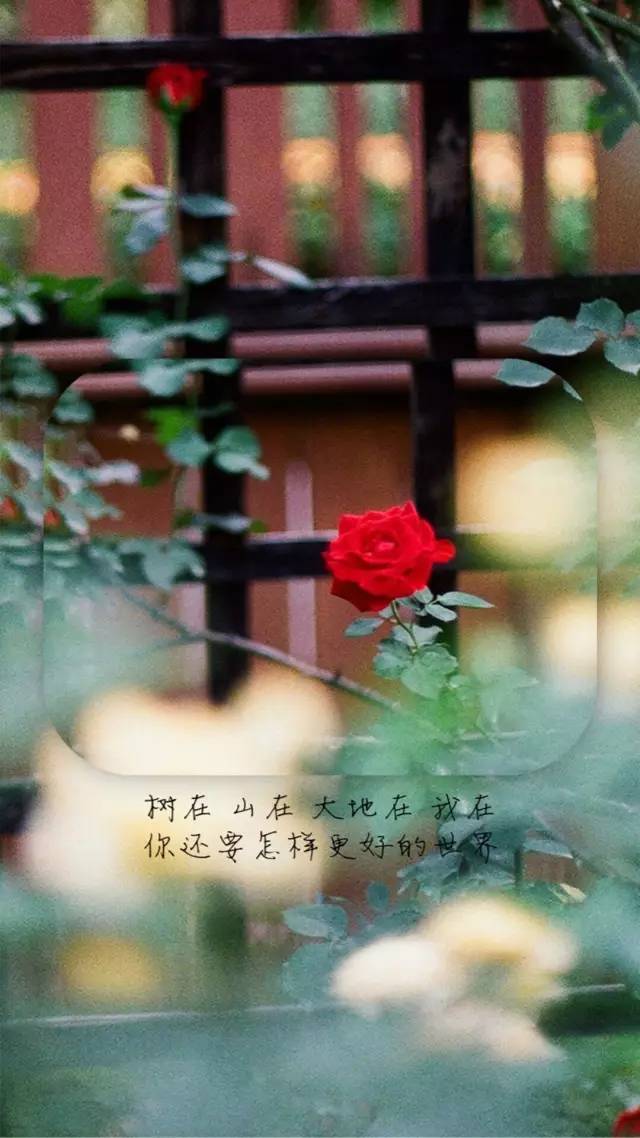 【文字控】创意唯美花朵文字短句手机壁纸