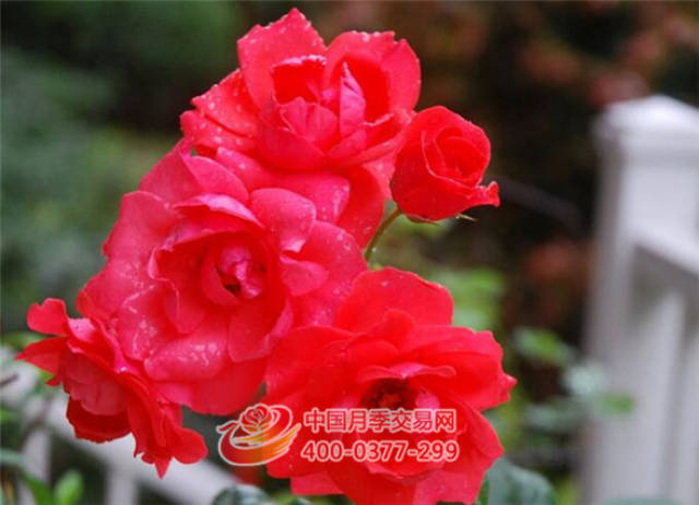 月季就应该这样管理(图1) 月季就应该这样管理(图1)