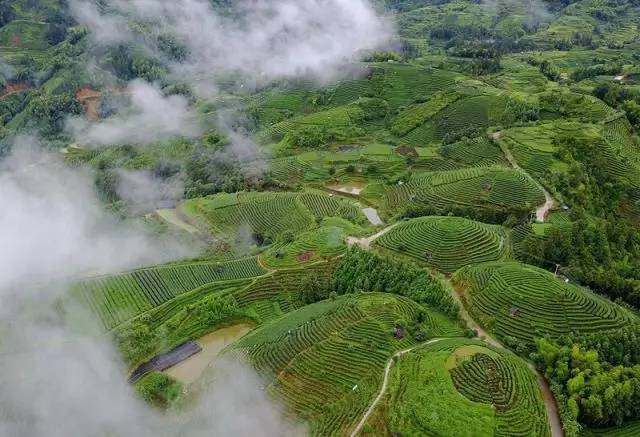 浙江云翠茶业发展有限公司 紫阳县闽秦茶业双桥示范茶园 伍家台贡茶昌