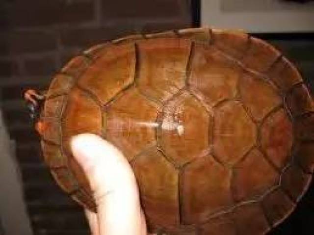 英语:red-headed amazon river turtle),又称南美红头侧颈龟,是南美