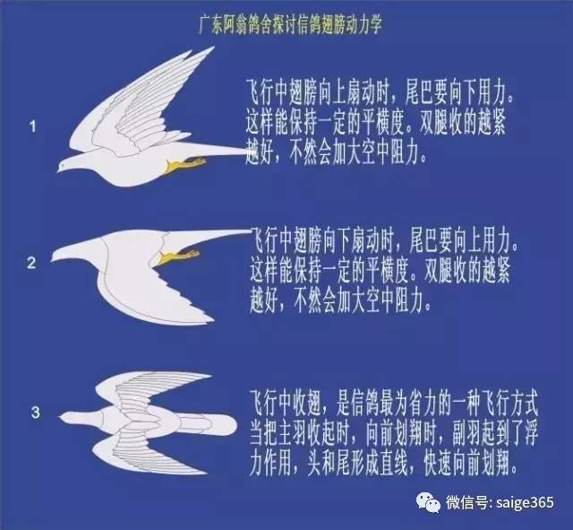 【鸽经验】羽条破风的好与坏怎么看?