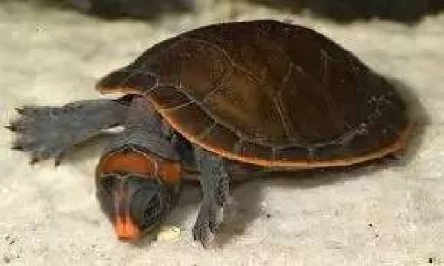 【附录二·红头侧颈龟】奥利诺科小精灵——podocnemis