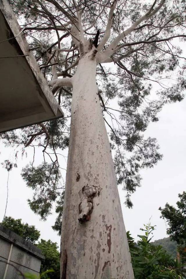 唯我独生英德有棵笋型桉树王