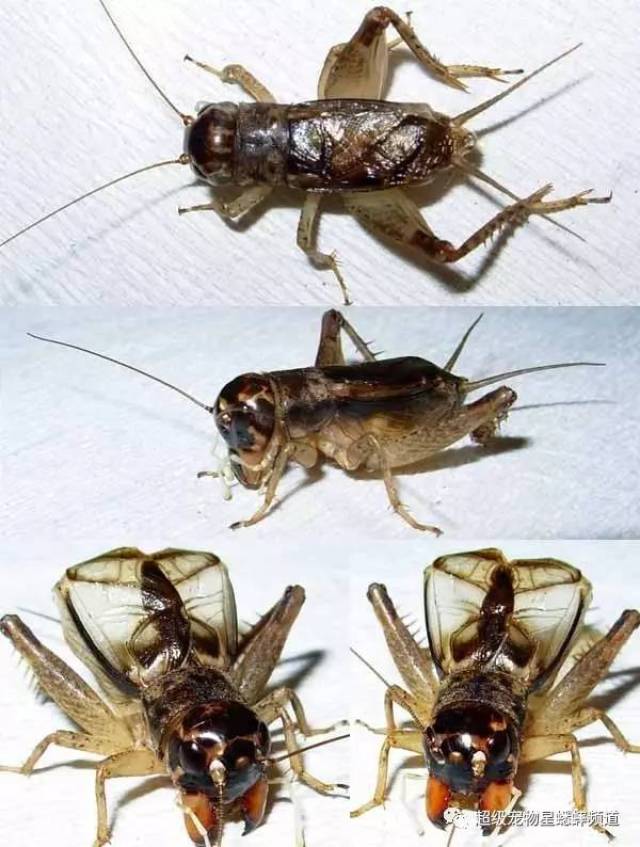 虫季收藏:虫界大咖教你如何选翅子