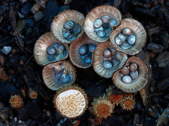 真实的蓝蘑菇 学名entoloma hochstetteri 发现于新西兰和印度.