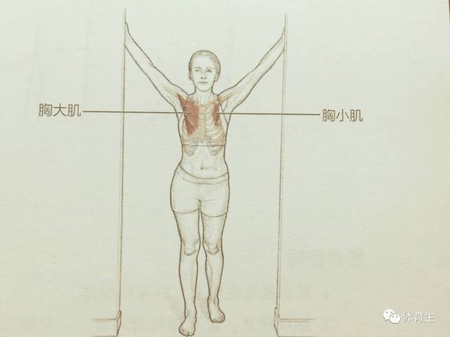 如何拉伸肩膀 cabf4903225e4038a84d036f2d4e7ce6.jpeg