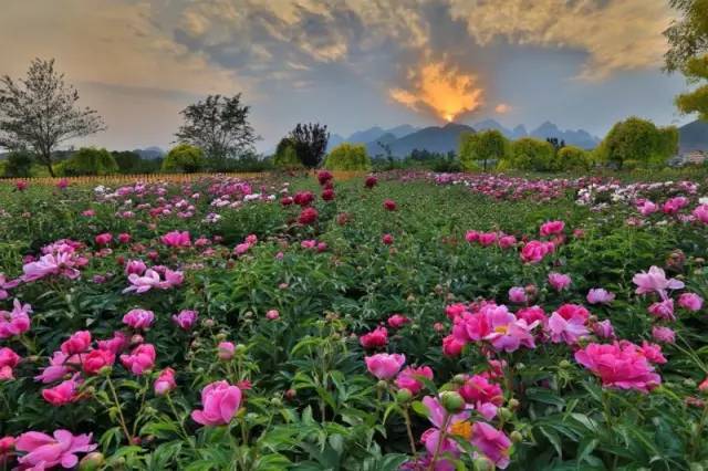 狼牙山花海