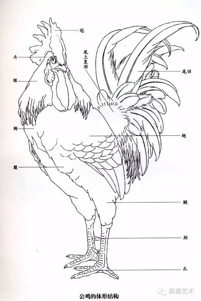 工笔大公鸡绘画步骤详解