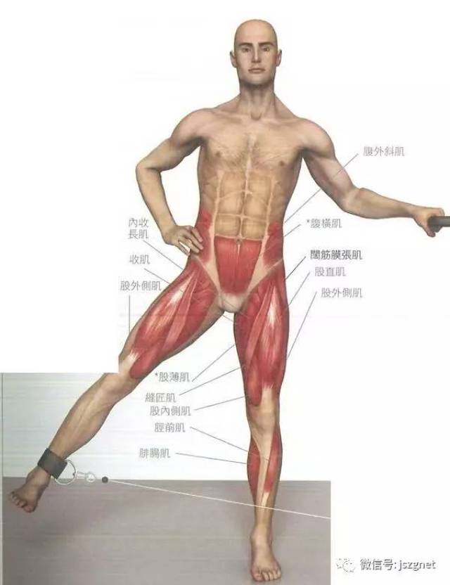 16大最全的腿部与臀部肌肉锻炼方法