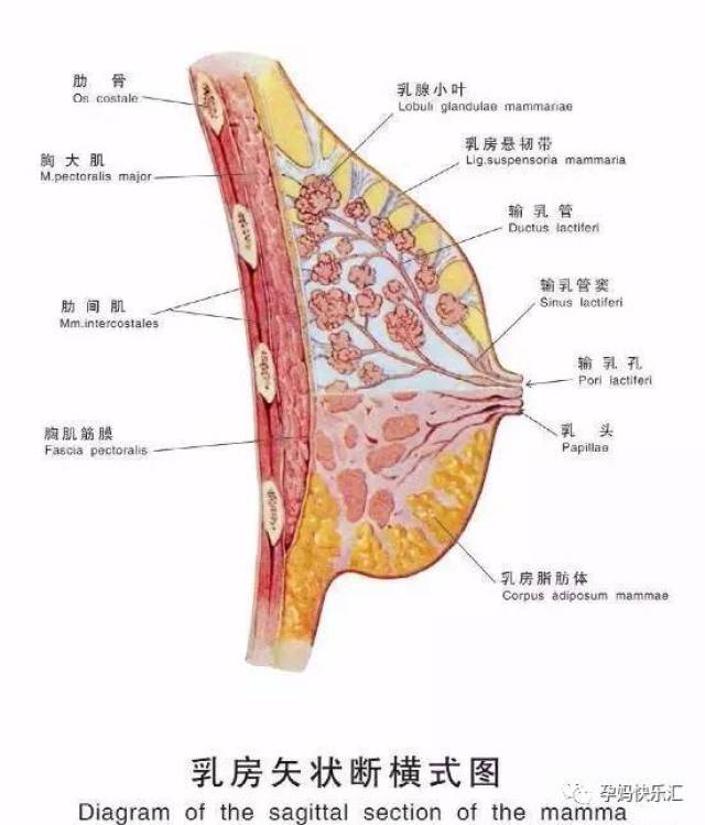 为胸部提供支撑的叫做乳房悬韧带(suspensory ligaments),也叫copper