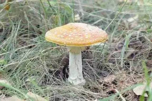 采蘑菇的瓦房店人注意,毒蘑菇种类介绍