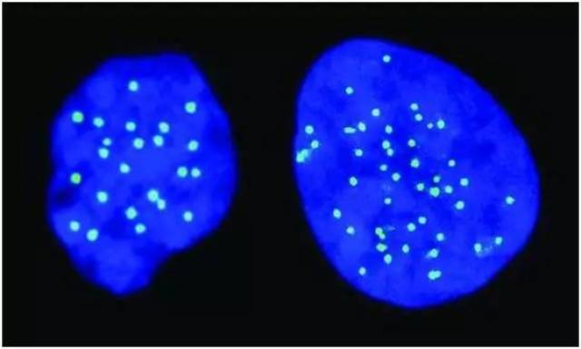 胚胎干细胞研究最新进展