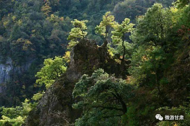 青龙山地处陇南康县长坝镇境内,海拔两千四百多米,毅然耸立,俯瞰众山