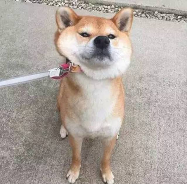 柴犬:铲屎的,放开你的手,小心我对你不客气哦