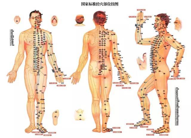 5,足三阴经络走向:足太阴脾经,足厥阴肝经,足少阴肾经.