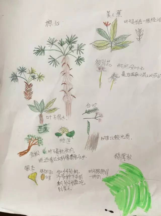 【自然笔记大赛】收作业啦!银杏树,彼岸花,小飞蛾.