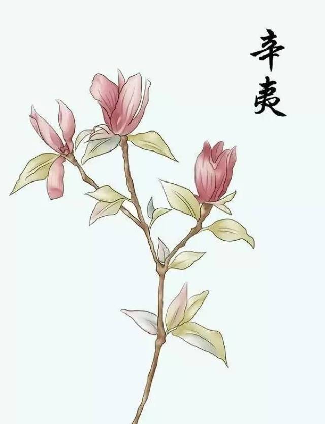 惊艳!西南医科大学生手绘中草药,苦苦的中药原来这么美