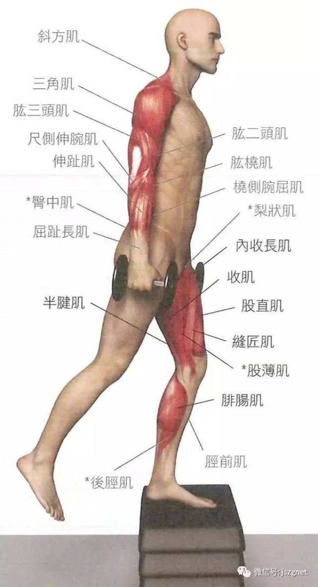 16大最全的腿部与臀部肌肉锻炼方法