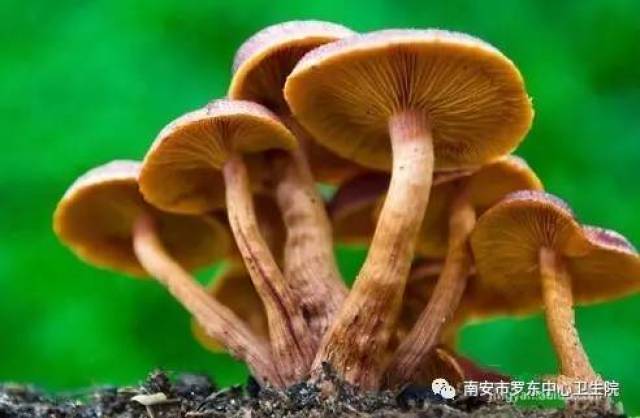 吃菌类一定要注意这四个方面