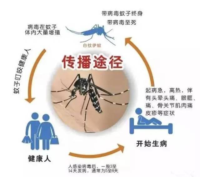 登革热怎么引起的 搜狐网