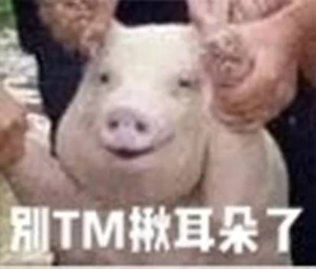 网红小猪被做成表情包火到国外了