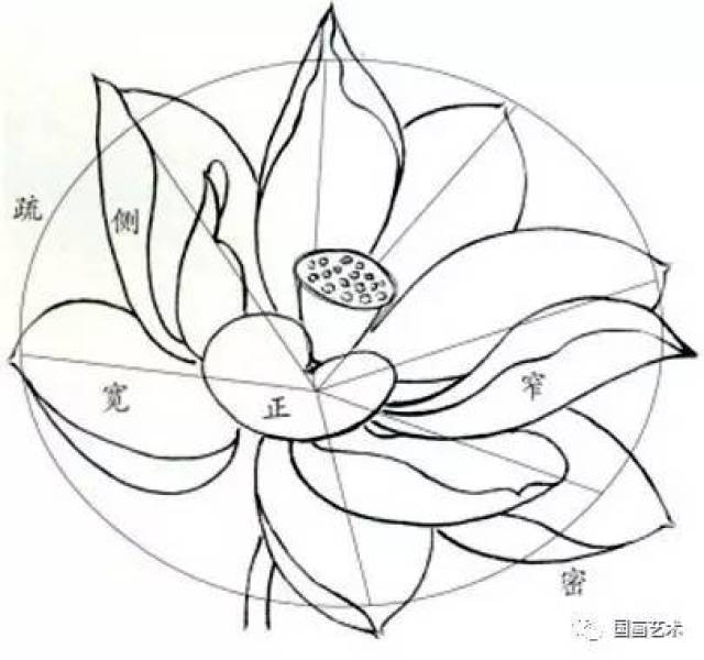 来点干货,工笔荷花