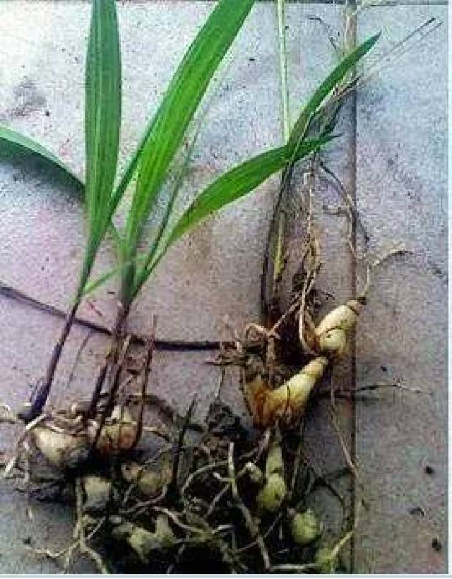 野生资源枯竭,人工种植尚未发展成熟,现白芨供货基本还是靠野生资采挖