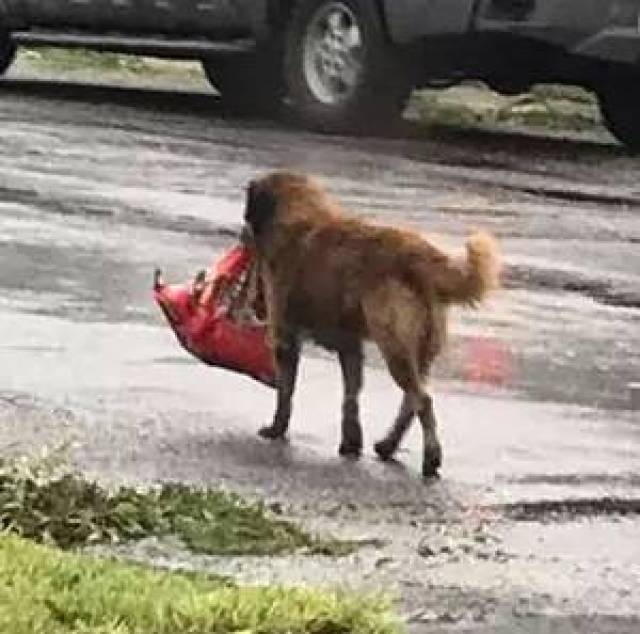 没想到你是这样忘恩负义的狗!