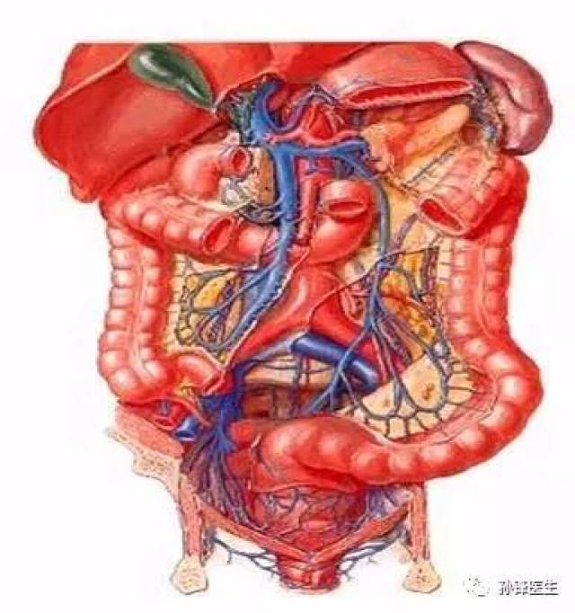 医学干货|25张精美的解剖图谱:结直肠肛门外科医生的福利来了!