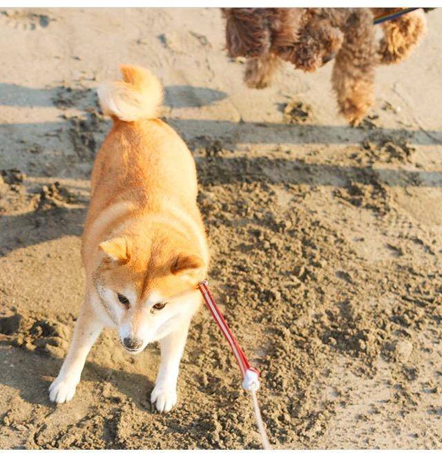 柴犬狗狗沙滩偶遇两只泰迪, 本想交个朋友, 却没想到直接被"推倒"了!