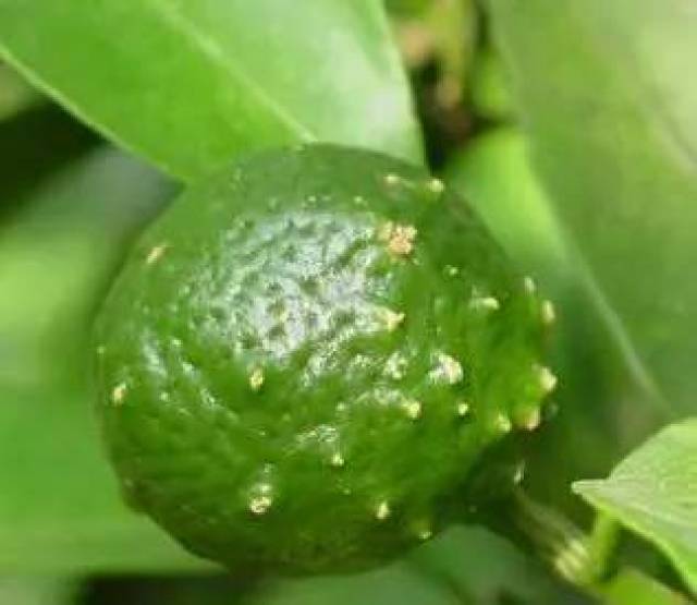 的虫害有:潜叶蛾,蝽类,橘小实蝇,象甲,凤蝶尺蠖,锈壁虱,红蜘蛛,蓟马