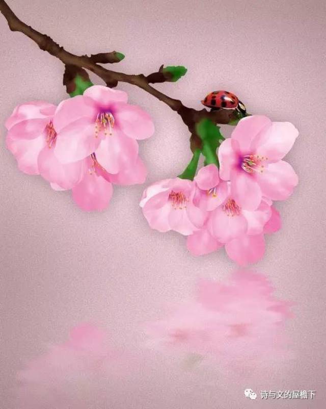 屋檐荐听 | 樱花街2号