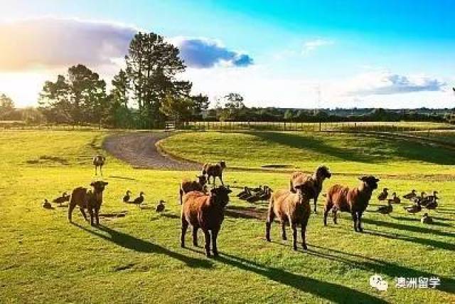 新西兰移民局给出的留学生最低生活费到底够不