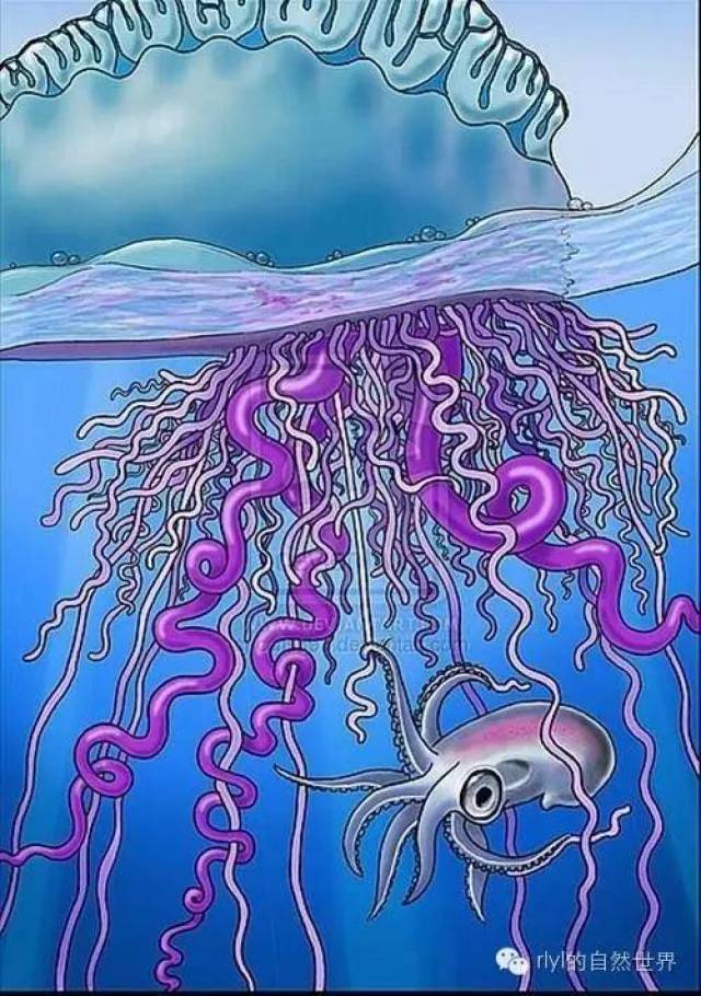 海洋里游动的毯子——毯子章鱼雌性体重大雄性4万倍!