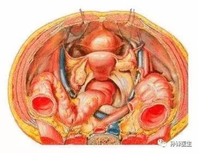 医学干货|25张精美的解剖图谱:结直肠肛门外科医生的福利来了!