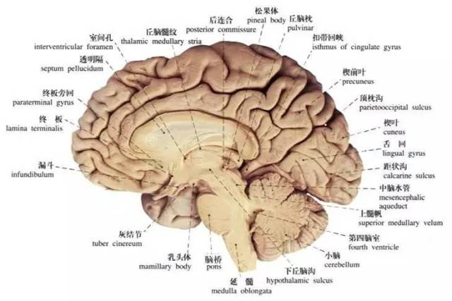 可以分为三部分:脑核,边缘系统以及大脑皮质
