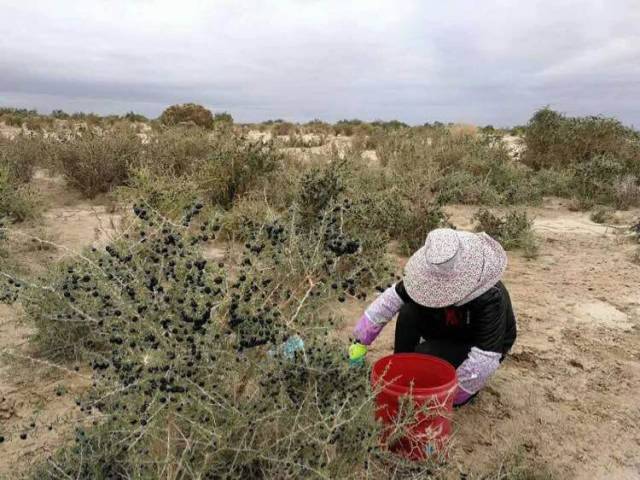 现在正是野生黑枸杞的采摘期,众所周知,头茬的果子是最好的,因为