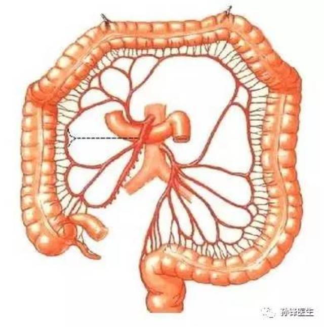 医学干货|25张精美的解剖图谱:结直肠肛门外科医生的福利来了!