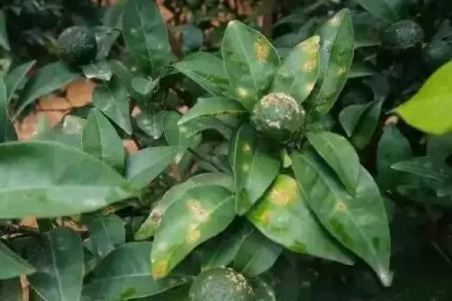 柑橘9月管理要点!必看!