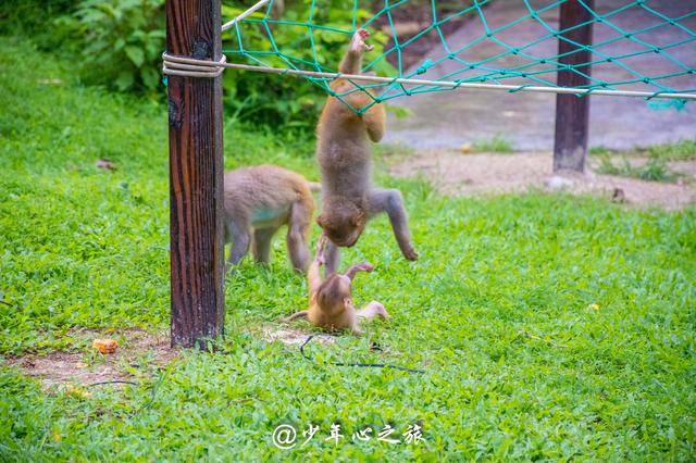 广东江门川岛的这群猴子,逆天了!