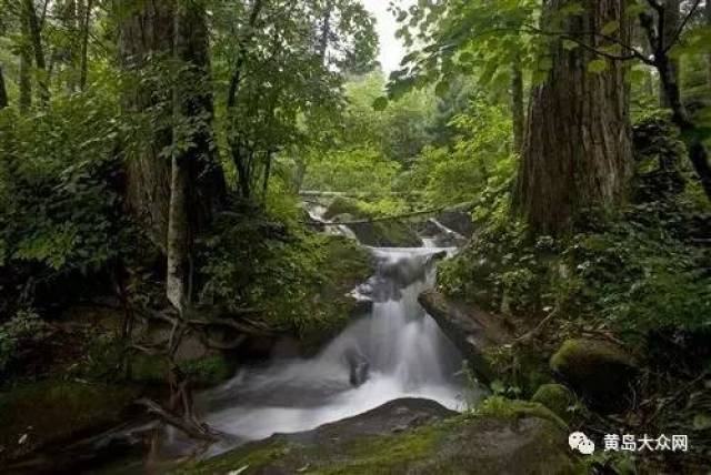 黄岛区政府 今年初,青岛大涧山森林公园组织有资质的单位编制了总体