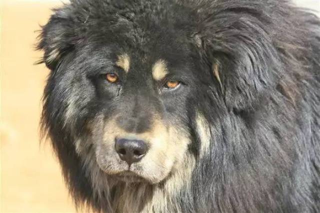 震撼你眼球的藏獒大片,我们的古老犬种该何去