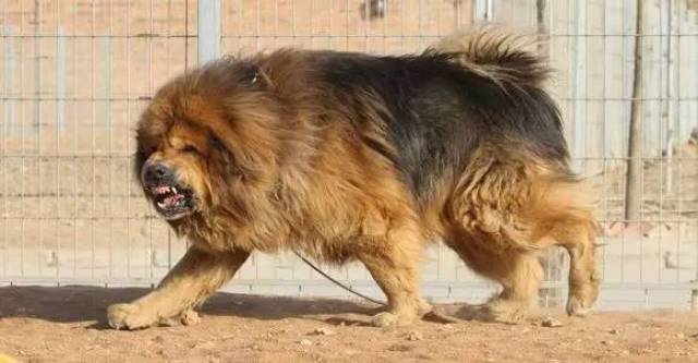 震撼你眼球的藏獒大片,我们的古老犬种该何去