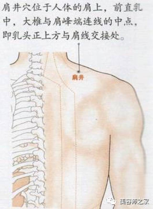 风池穴,如图,在项部,当枕骨之下,与风府相平,胸锁乳突肌与斜方肌上端